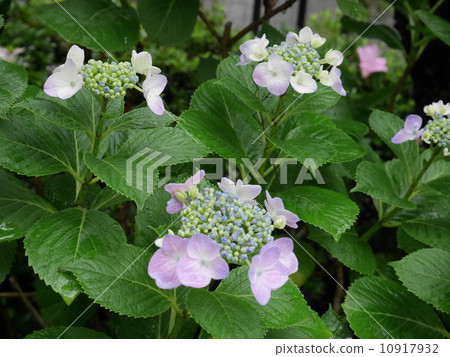 開花在雨中的八仙花屬濕 10917932