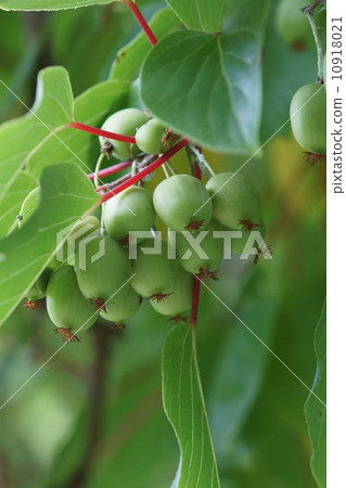 Because I love monkeys so "Sarukan". They seem to like bears ... 10918021