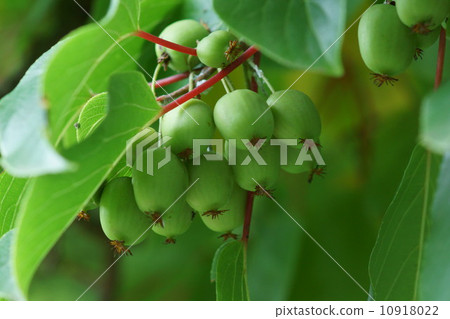 Because I love monkeys so "Sarukan". They seem to like bears ... 10918022