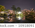 櫻花在晚上佐野公園 10918091