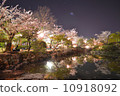 夜晚的櫻花 10918092