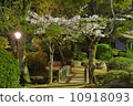 夜晚的櫻花 10918093