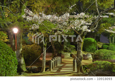 Cherry blossoms at night 10918093