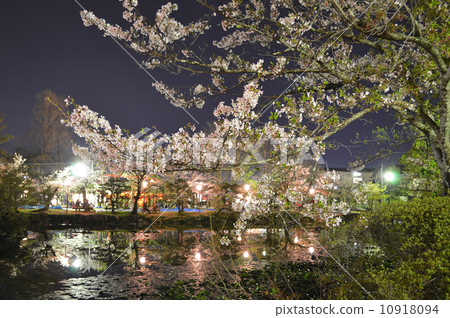 Cherry blossoms at night Cherry blossoms at night 10918094