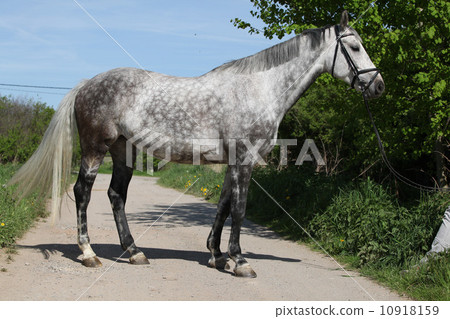 Beautiful horse with bridle standing on the road Beautiful horse with bridle standing on the road 10918159