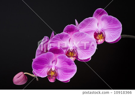 Elegant orchid 10918366