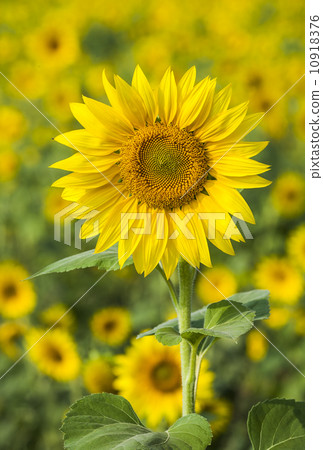 向日葵 向日葵 10918376