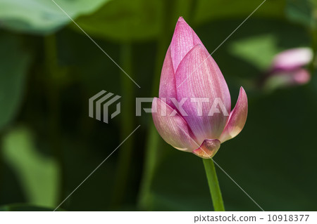 荷花花苞 10918377