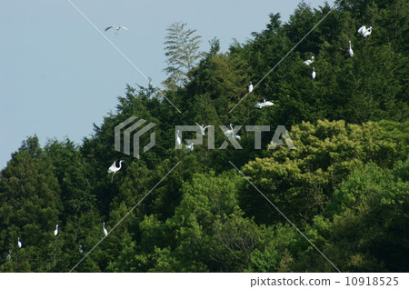 A group of Shirasagi 10918525