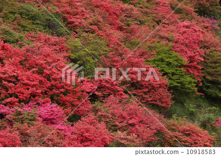 Katsuragiyama的杜鵑花 Katsuragiyama的杜鵑花 10918583