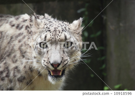 雪豹 10918596