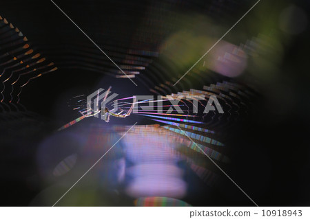  一隻蜘蛛 10918943