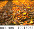 Fallen leaves illuminated by the setting sun 10918962