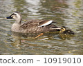 Parent and child of kalgamo 10919010