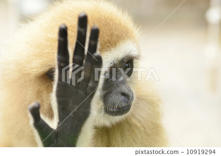 射擊拒絕了 射擊拒絕了 10919294