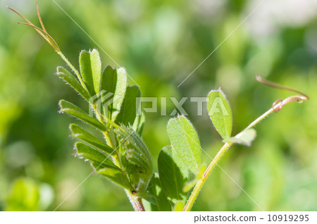 卡拉蘇諾豌豆 10919295