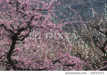 Osaka Castle Osaka Castle 10919355