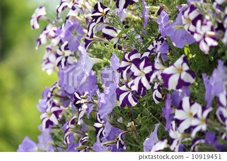 Wall greening　 10919451