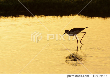 Black-necked Stilt Black-necked Stilt 10919463