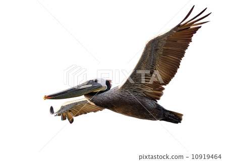 Brown Pelican in Fligh 10919464