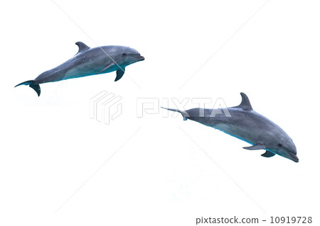 海豚 10919728