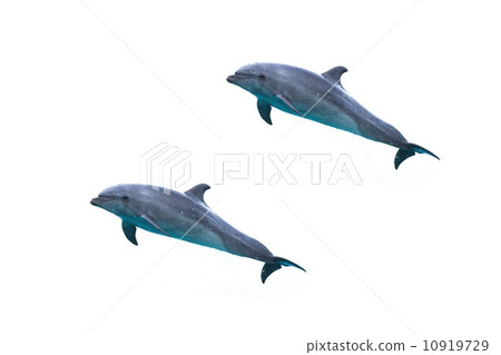 海豚 10919729