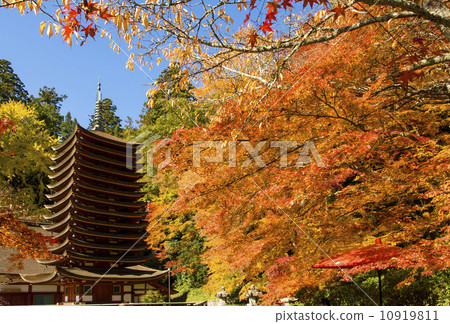 Choyama shrine autumn leaves 10919811