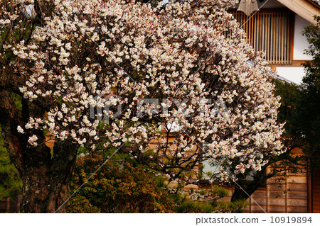 White plum 10919894
