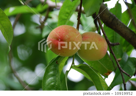 Coloring plum fruit 10919952