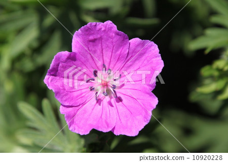 Akebono Flower Flower 10920228