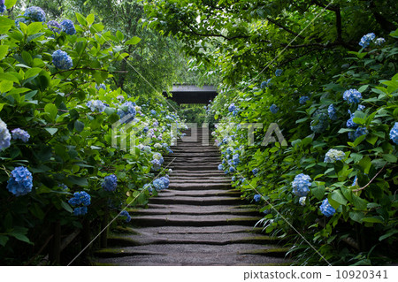 Princess Hydrangea and the mountain gate 10920341