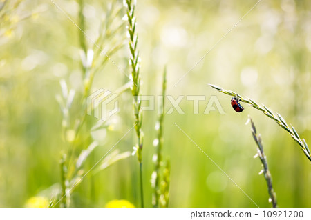 red beetle in nature red beetle in nature 10921200