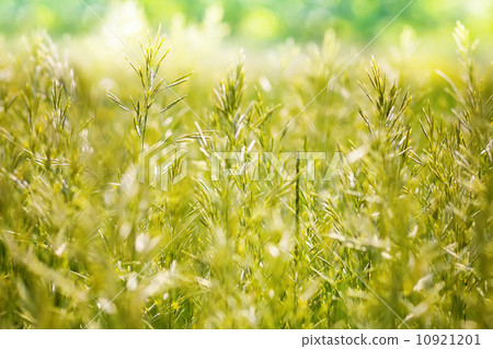 Wheat field - green wheat Wheat field - green wheat 10921201