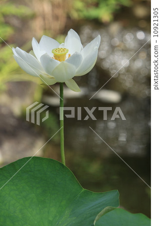 Lotus of Hasegaji 10921305