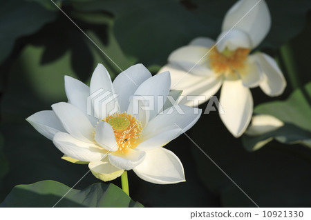 蓮花在鶴岡八幡宮 10921330