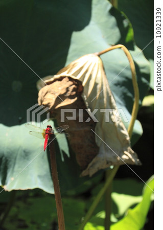 蓮花在鶴岡八幡宮 10921339