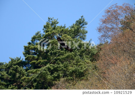 鷹之鷹 鷹之鷹 10921529