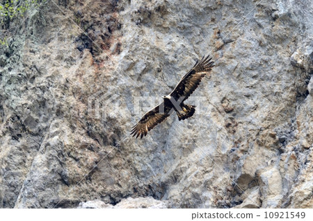 鷹之鷹 鷹之鷹 10921549