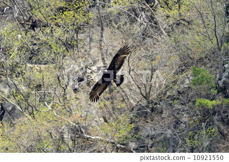 Eagle's eagle 10921550