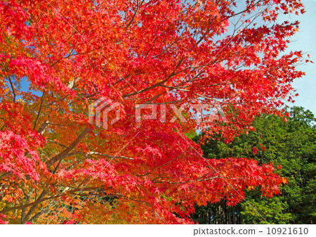 Bright red maple leaves Bright red maple leaves 10921610