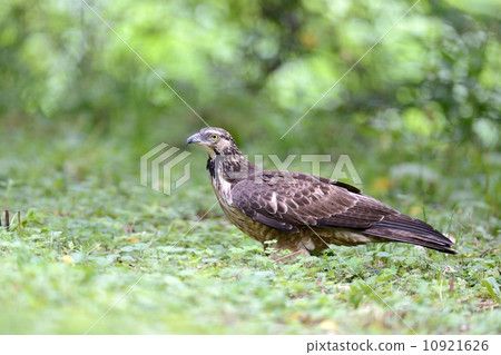 鳳頭蜂鷹 10921626