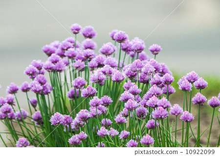 Chives 10922099