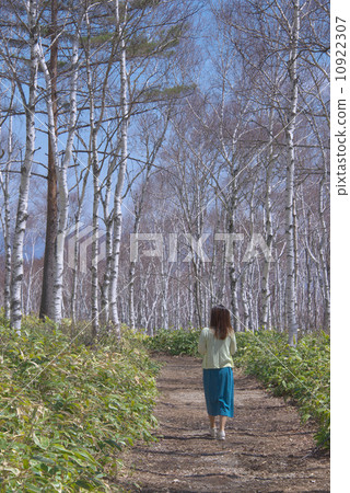 White birch forest White birch forest 10922307