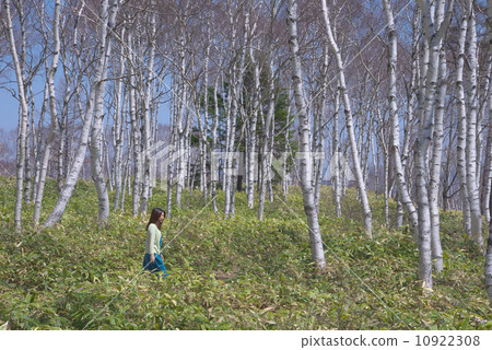 White birch forest White birch forest 10922308