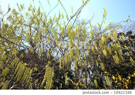 Kibushi Kibushi 10922386