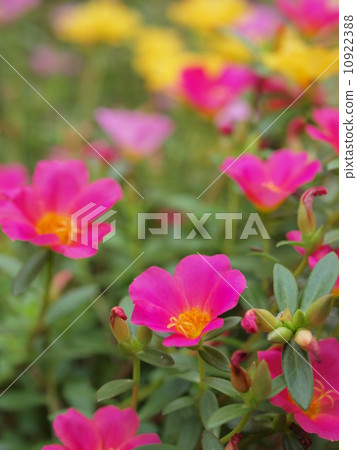 Portulaca 10922388