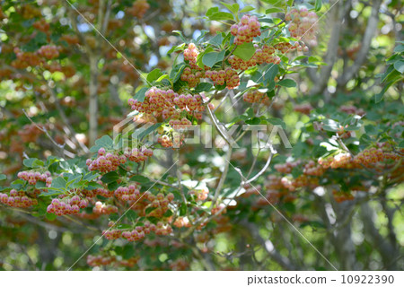 Salasa Doudin Salasa Doudin 10922390