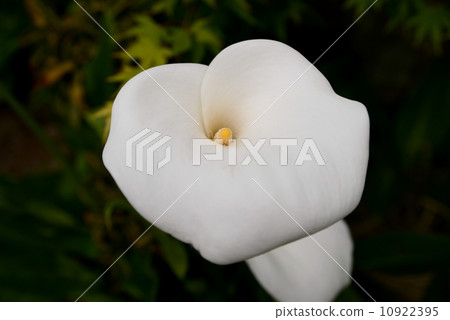 荷蘭海藻 荷蘭海藻 10922395