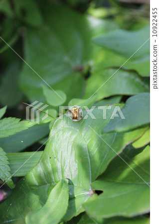Jingushamamushi (gold type) Jingushamamushi (gold type) 10922455