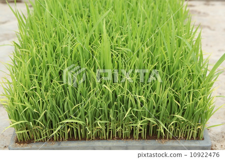 Making rice seedlings of rice 10922476